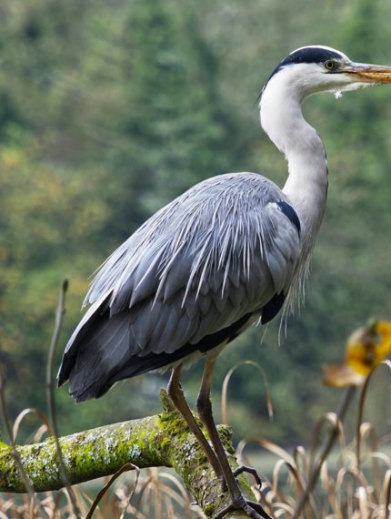 Birds Watching