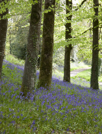 Ballyfin Exterior 121