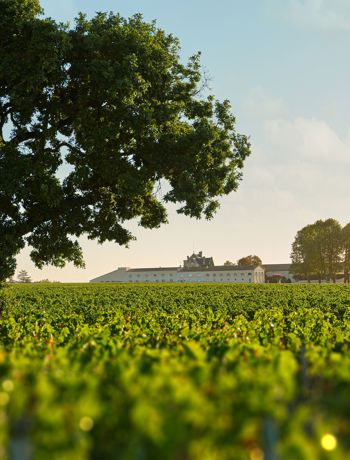 Château Mouton Rothschild Vignes 1 Pierre Grenet (Astoria Studio).01