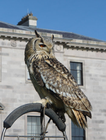 Falconry At Ballyfin