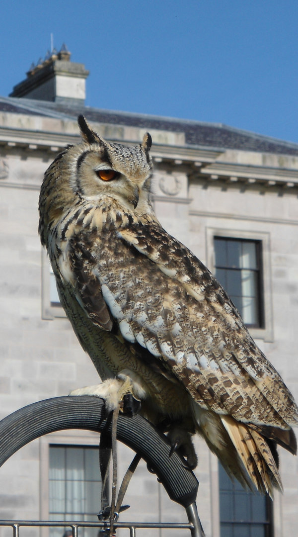 Falconry At Ballyfin