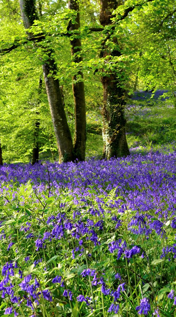 Bluebells At Ballyfin (2)