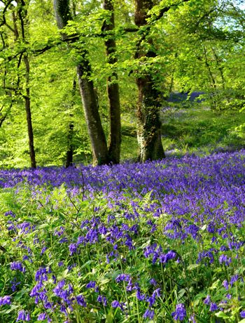 Bluebells At Ballyfin (2)