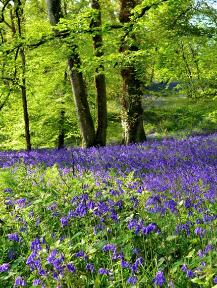 Bluebells At Ballyfin (2)