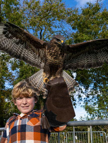 Falconry